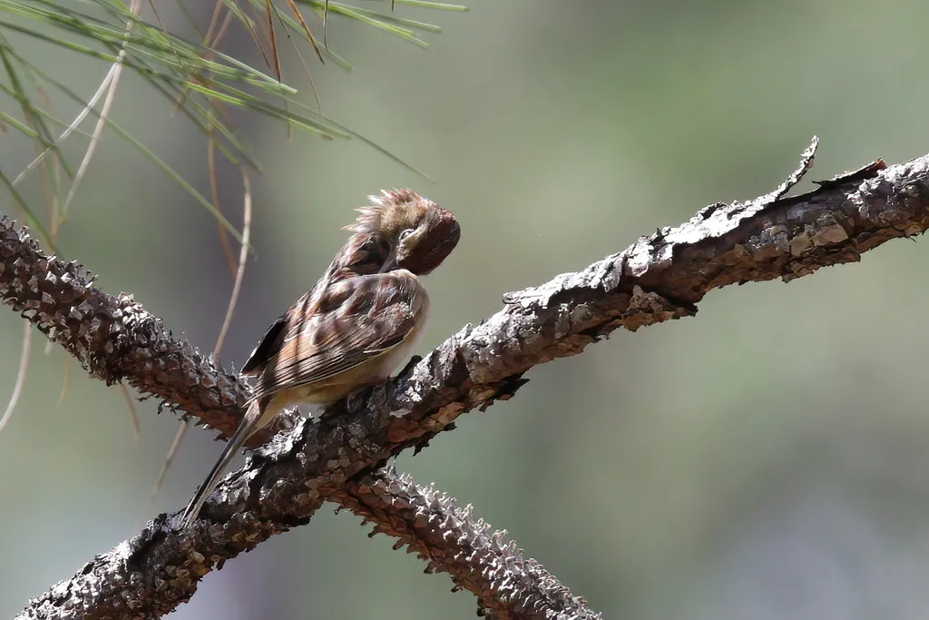 巴氏猛雀鹀(Peucaea aestivalis)