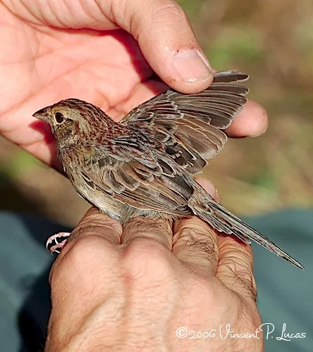 巴氏猛雀鹀(Peucaea aestivalis)
