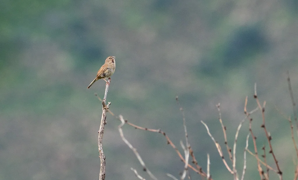 伯氏猛雀鹀(Peucaea botterii)