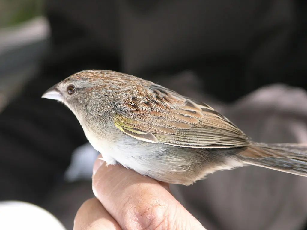 伯氏猛雀鹀(Peucaea botterii)