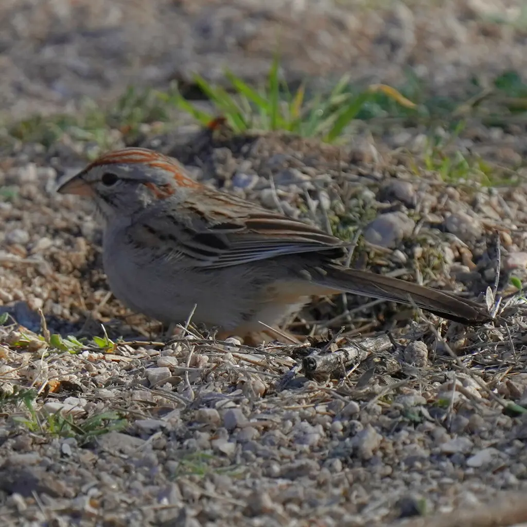 棕翅猛雀鹀(Peucaea carpalis)