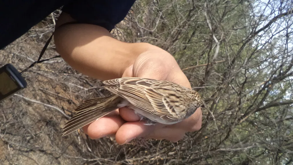 棕翅猛雀鹀(Peucaea carpalis)