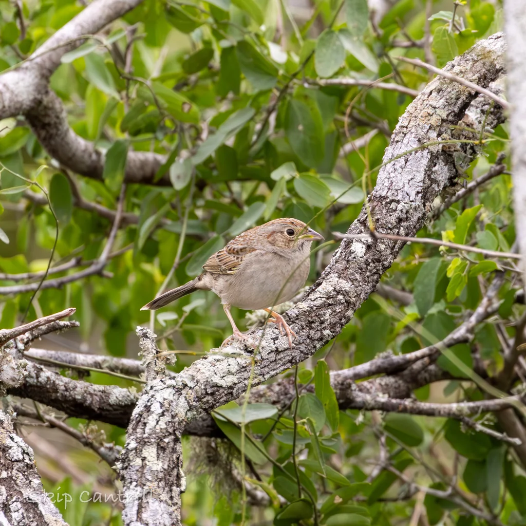 卡氏猛雀鹀(Peucaea cassinii)