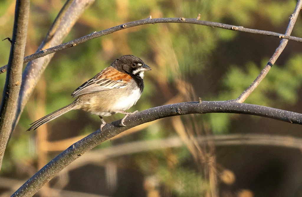 黑胸猛雀鹀(Peucaea humeralis)