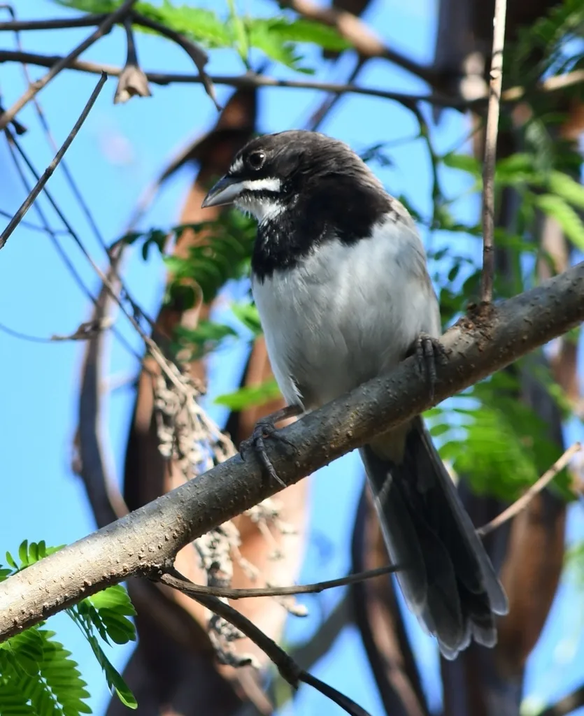 黑胸猛雀鹀(Peucaea humeralis)