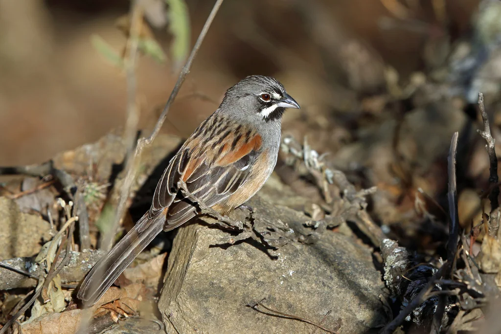 白须猛雀鹀(Peucaea mystacalis)