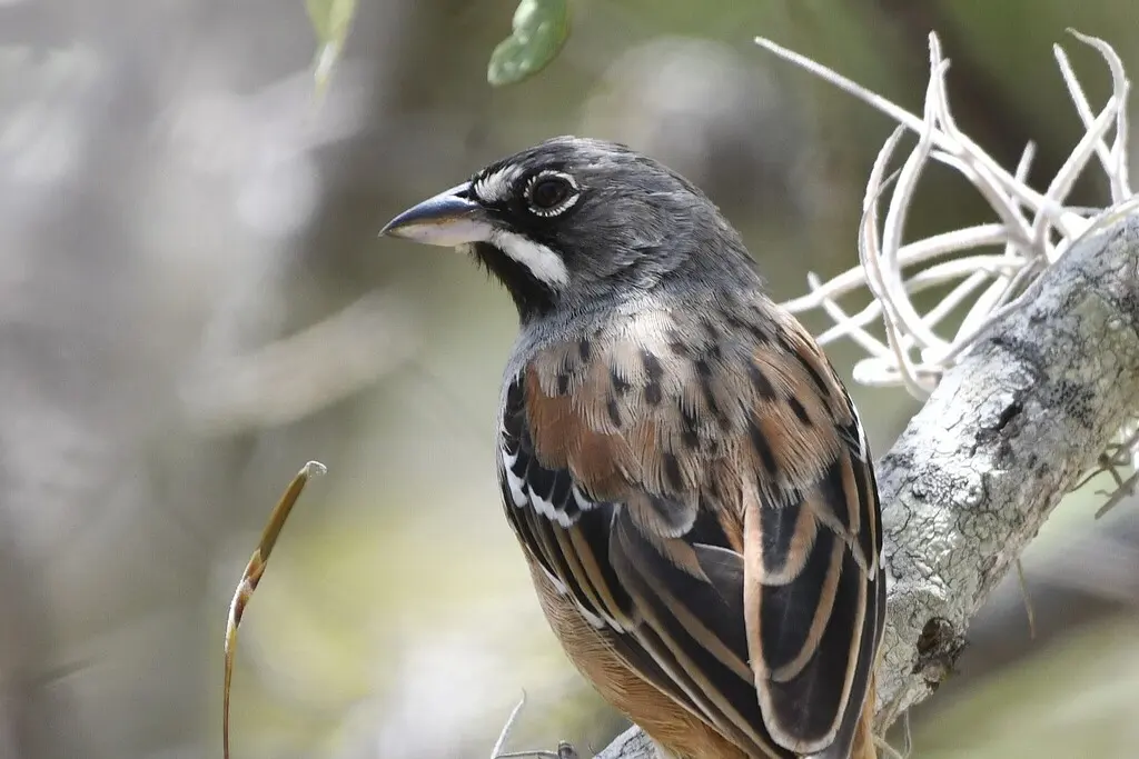 白须猛雀鹀(Peucaea mystacalis)