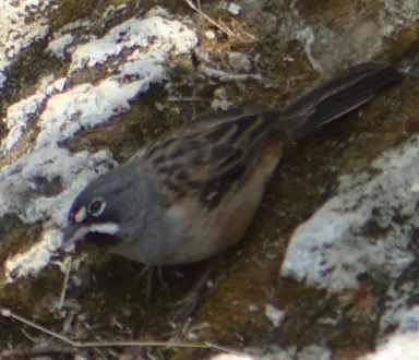白须猛雀鹀(Peucaea mystacalis)