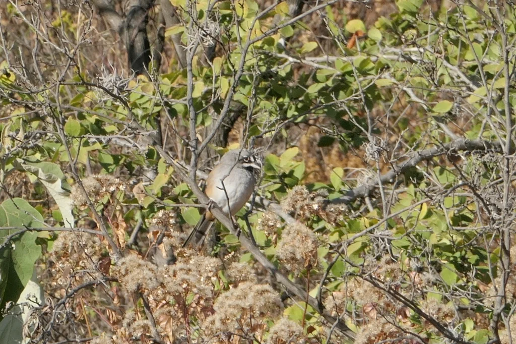 白须猛雀鹀(Peucaea mystacalis)