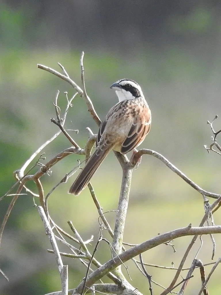纹头猛雀鹀(Peucaea ruficauda)
