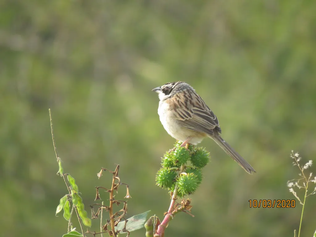 纹头猛雀鹀(Peucaea ruficauda)
