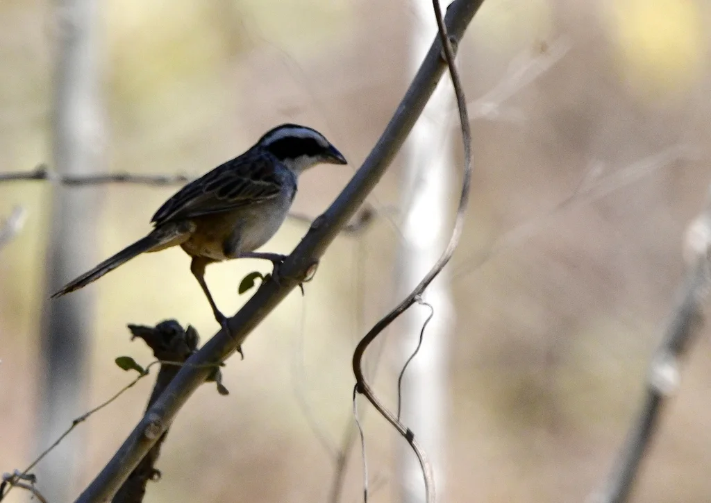 纹头猛雀鹀(Peucaea ruficauda)
