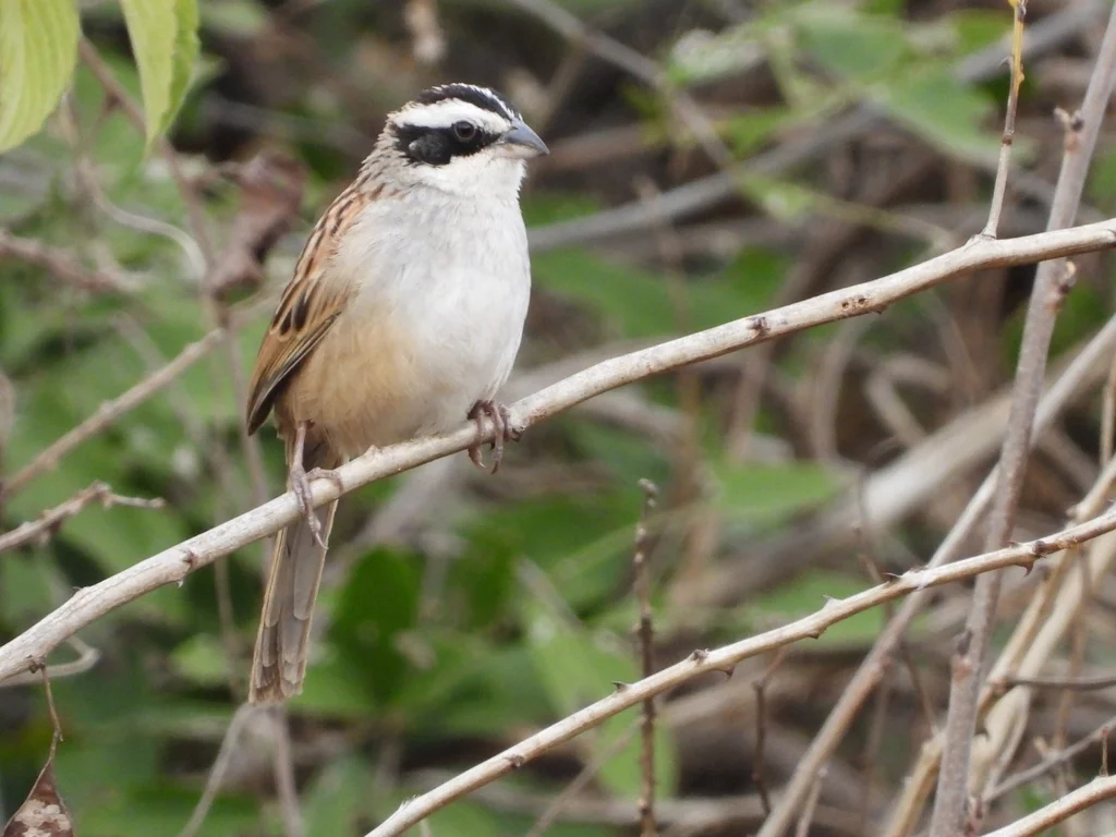 纹头猛雀鹀(Peucaea ruficauda)