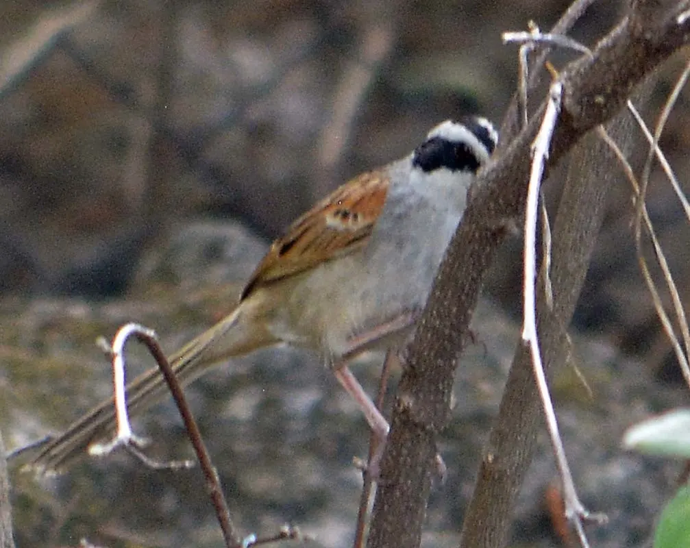 纹头猛雀鹀(Peucaea ruficauda)