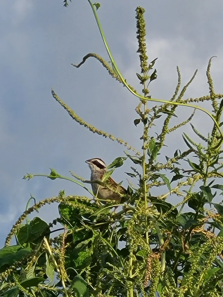 纹头猛雀鹀(Peucaea ruficauda)