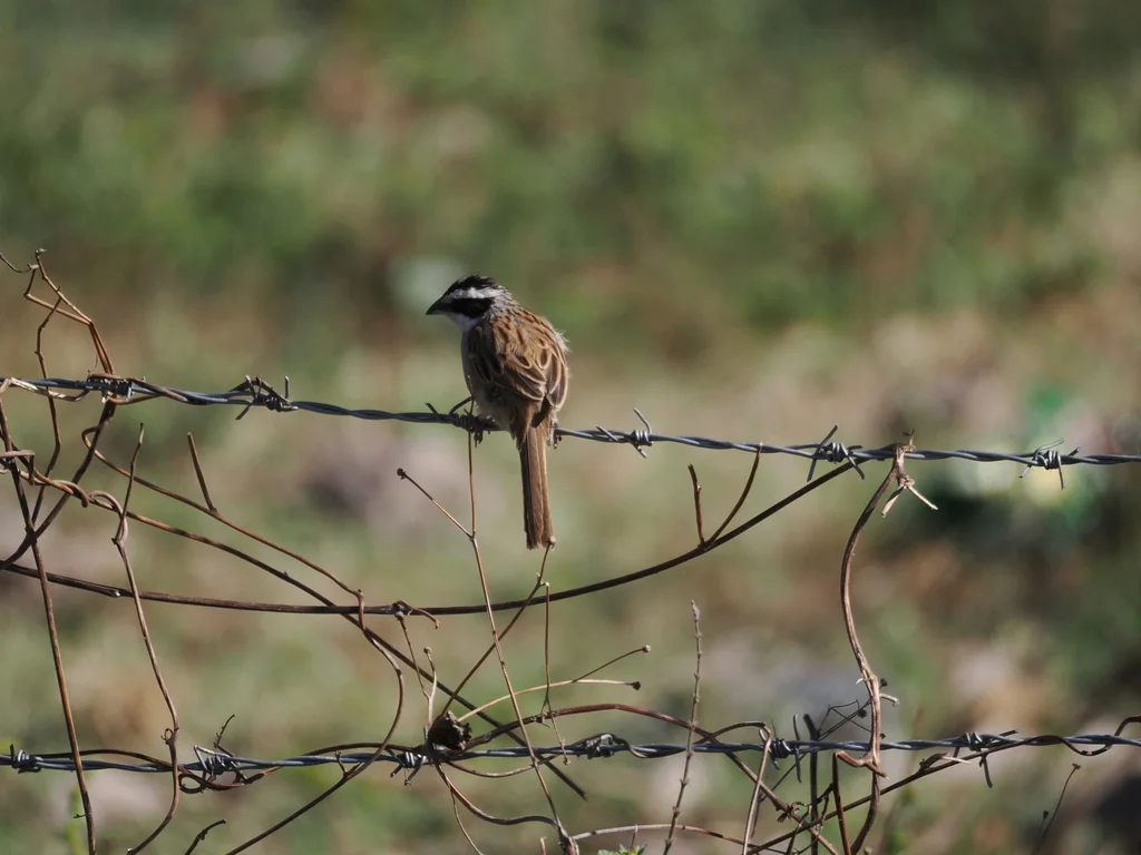 纹头猛雀鹀(Peucaea ruficauda)