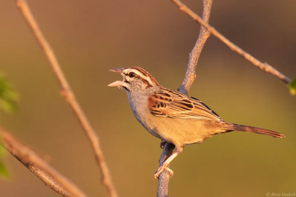 红尾猛雀鹀(Peucaea sumichrasti)