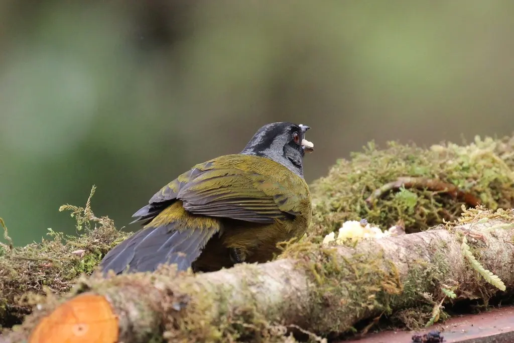 大脚薮雀（Pezopetes capitalis）