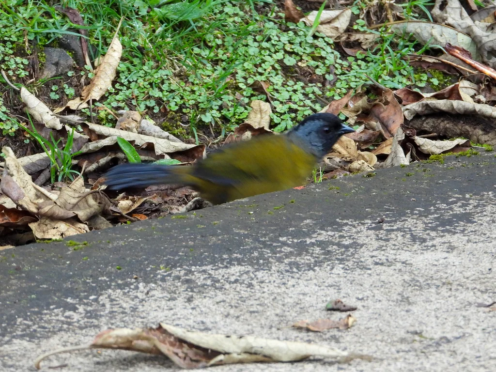 大脚薮雀（Pezopetes capitalis）