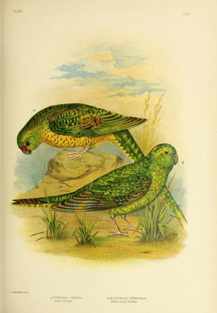 夜鹦鹉(Pezoporus occidentalis)