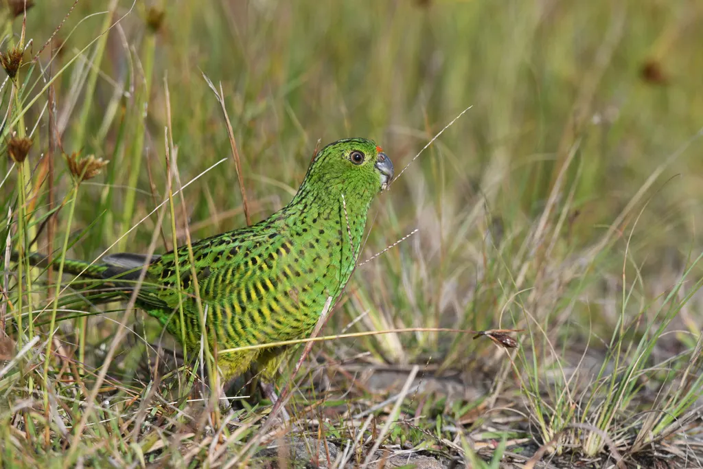 地鹦鹉(Pezoporus wallicus)