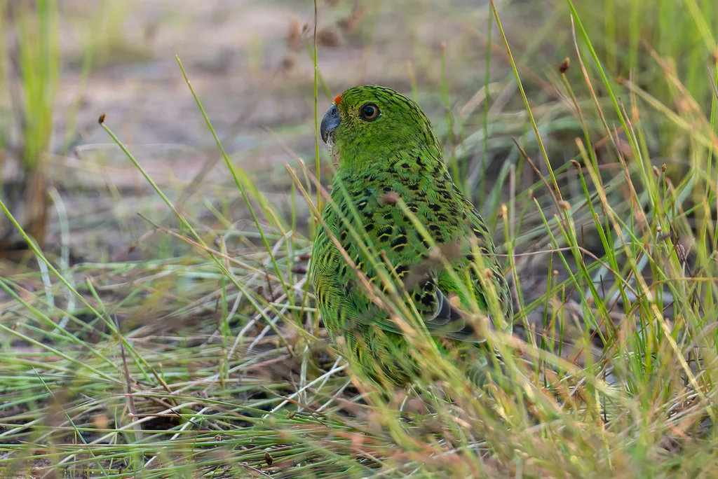 地鹦鹉(Pezoporus wallicus)