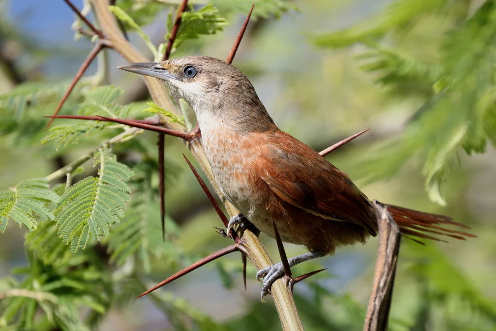栗背棘雀(Phacellodomus dorsalis)