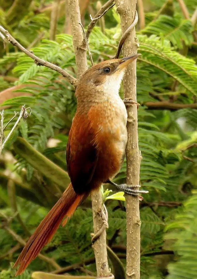 栗背棘雀(Phacellodomus dorsalis)