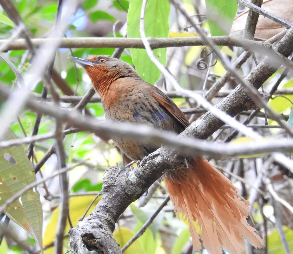 红眼棘雀(Phacellodomus erythrophthalmus)