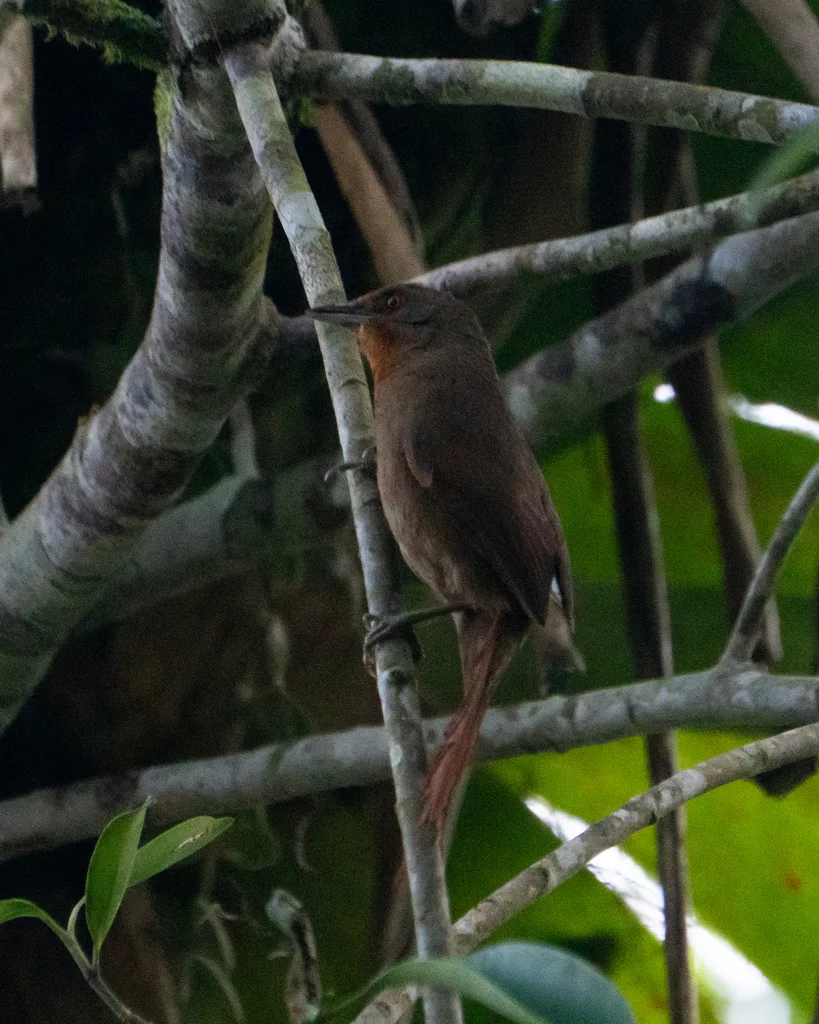 红眼棘雀(Phacellodomus erythrophthalmus)