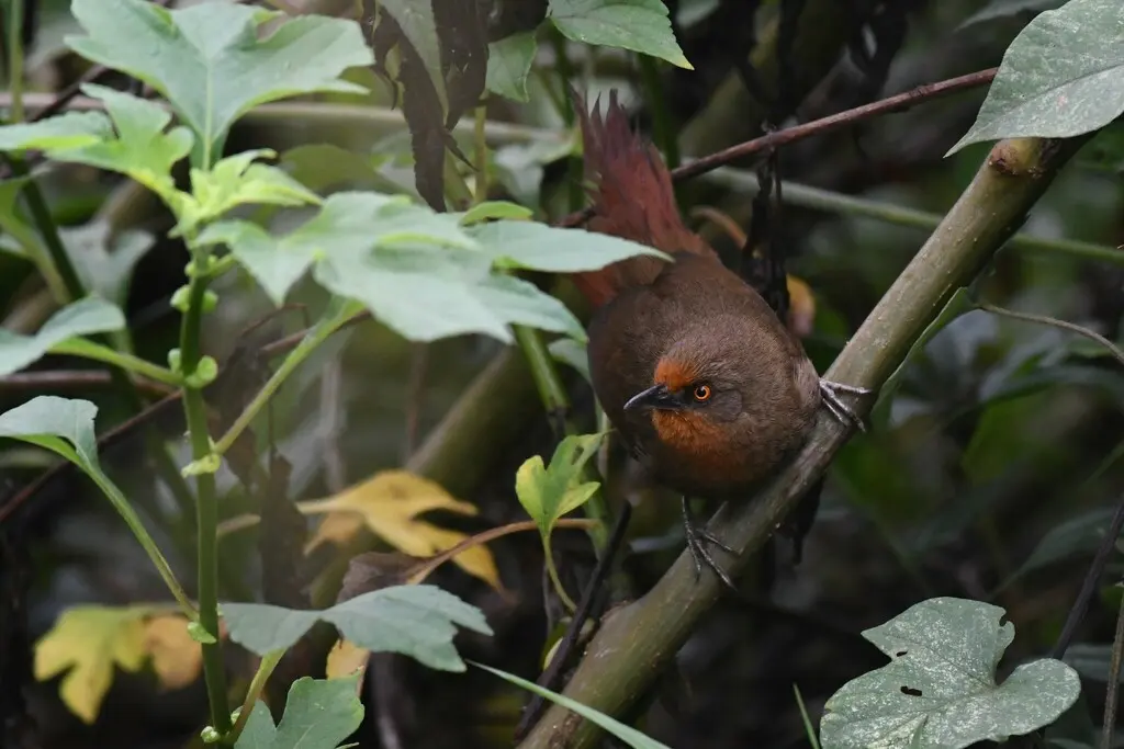 红眼棘雀(Phacellodomus erythrophthalmus)