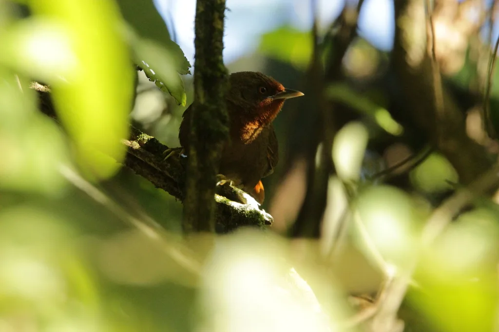 红眼棘雀(Phacellodomus erythrophthalmus)