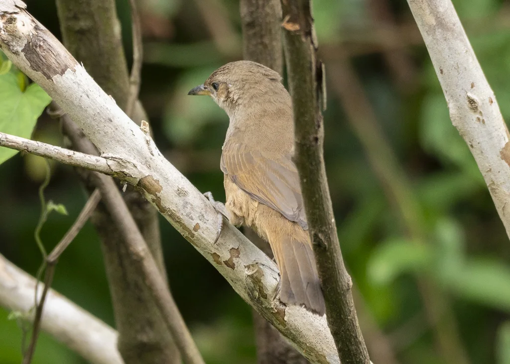 淡色棘雀(Phacellodomus inornatus)