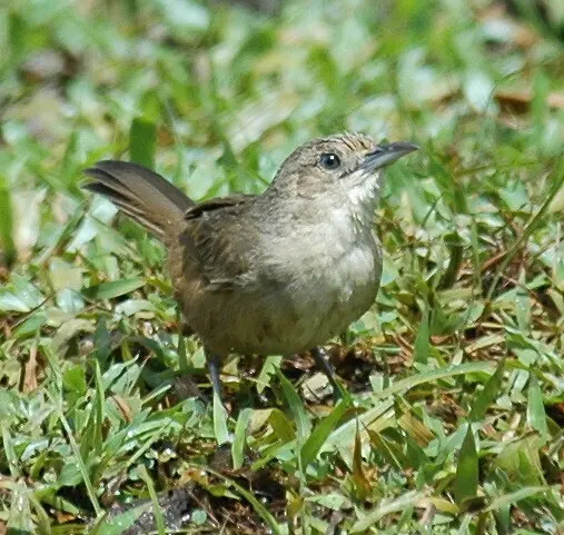 淡色棘雀(Phacellodomus inornatus)