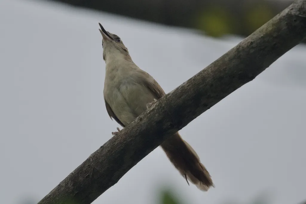 淡色棘雀(Phacellodomus inornatus)