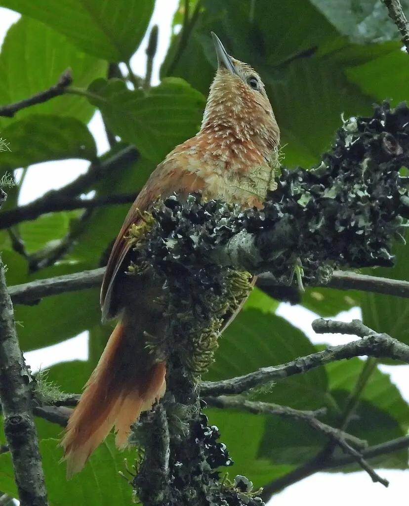 点斑胸棘雀(Phacellodomus maculipectus)