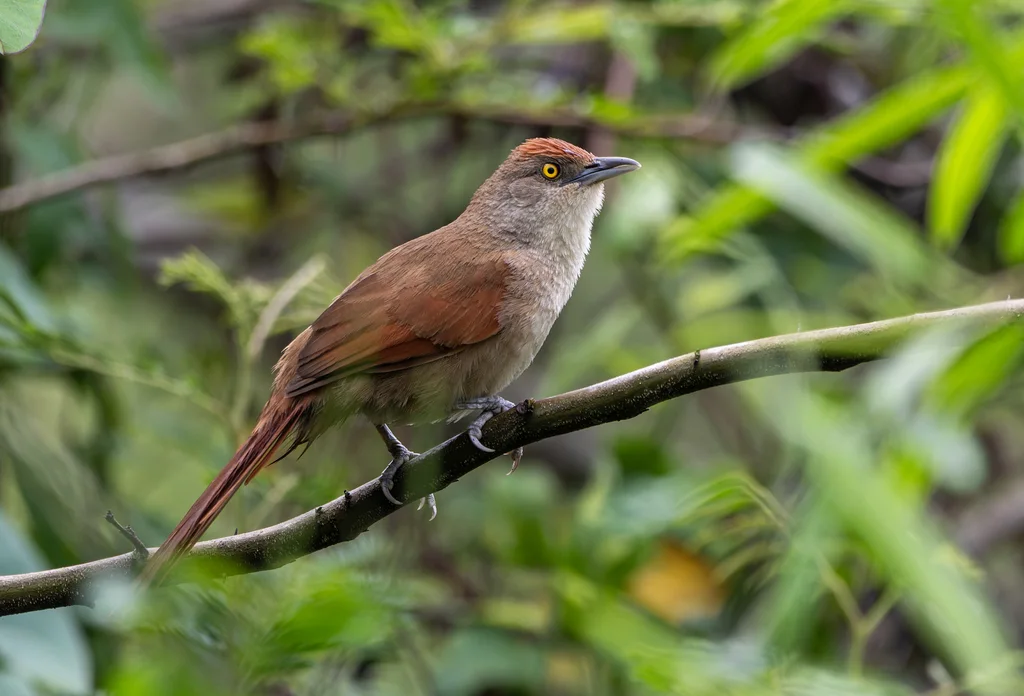 大棘雀(Phacellodomus ruber)