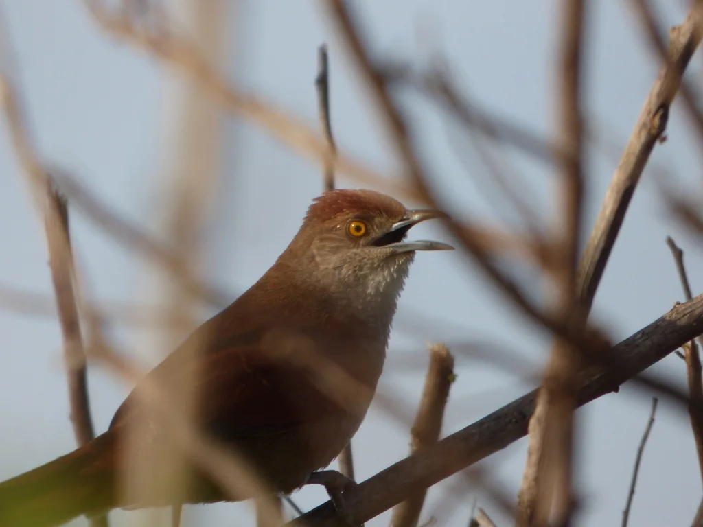 大棘雀(Phacellodomus ruber)