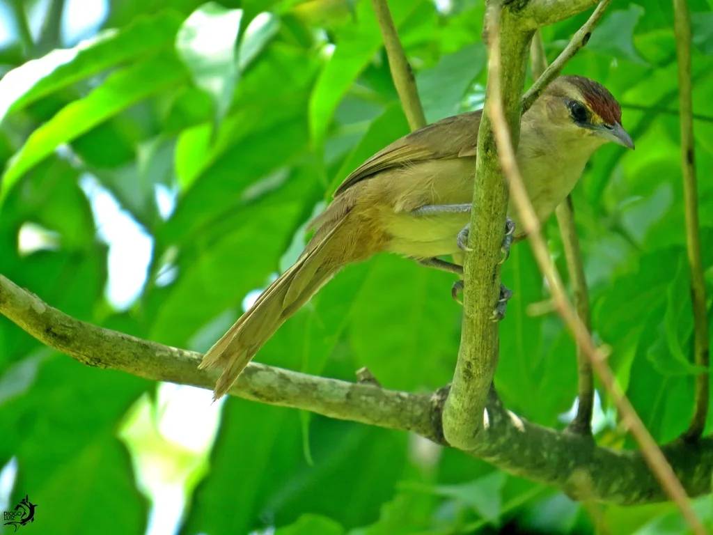 棕额棘雀(Phacellodomus rufifrons)