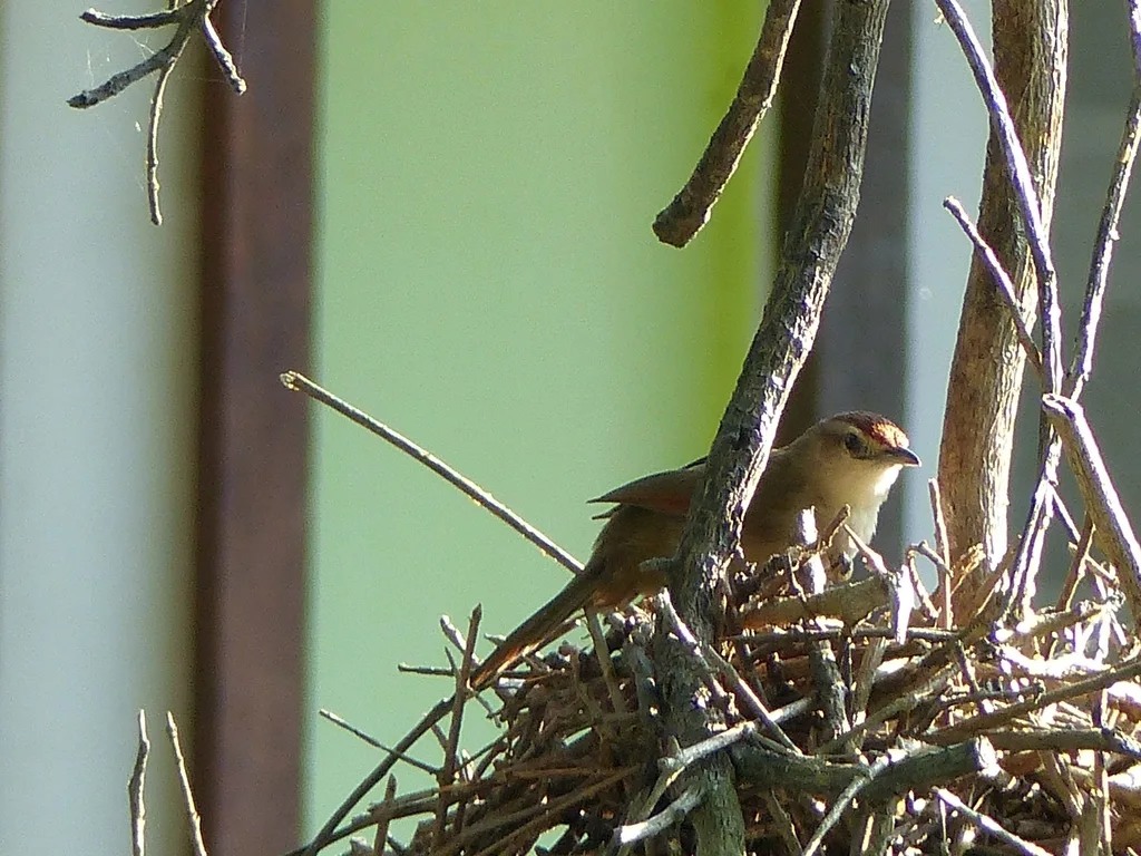 棕额棘雀(Phacellodomus rufifrons)
