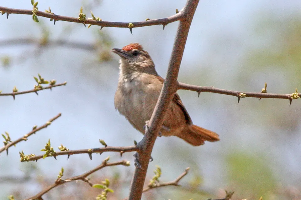 棕额棘雀(Phacellodomus rufifrons)
