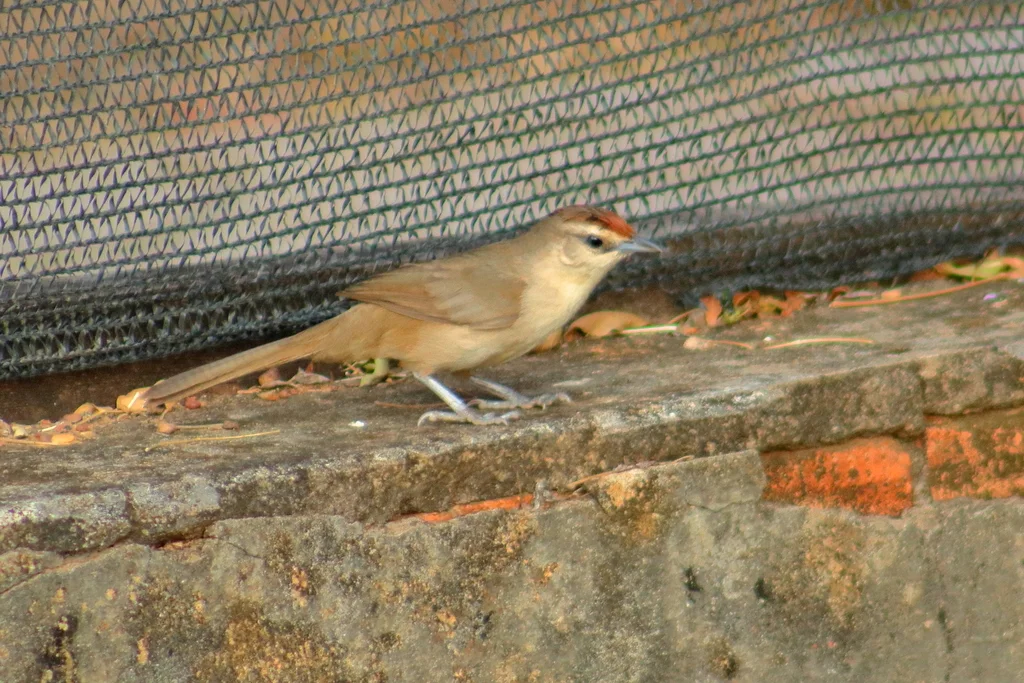 棕额棘雀(Phacellodomus rufifrons)