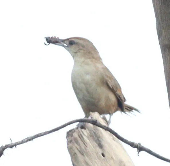 棕额棘雀(Phacellodomus rufifrons)