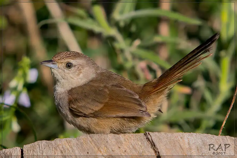 小棘雀(Phacellodomus sibilatrix)