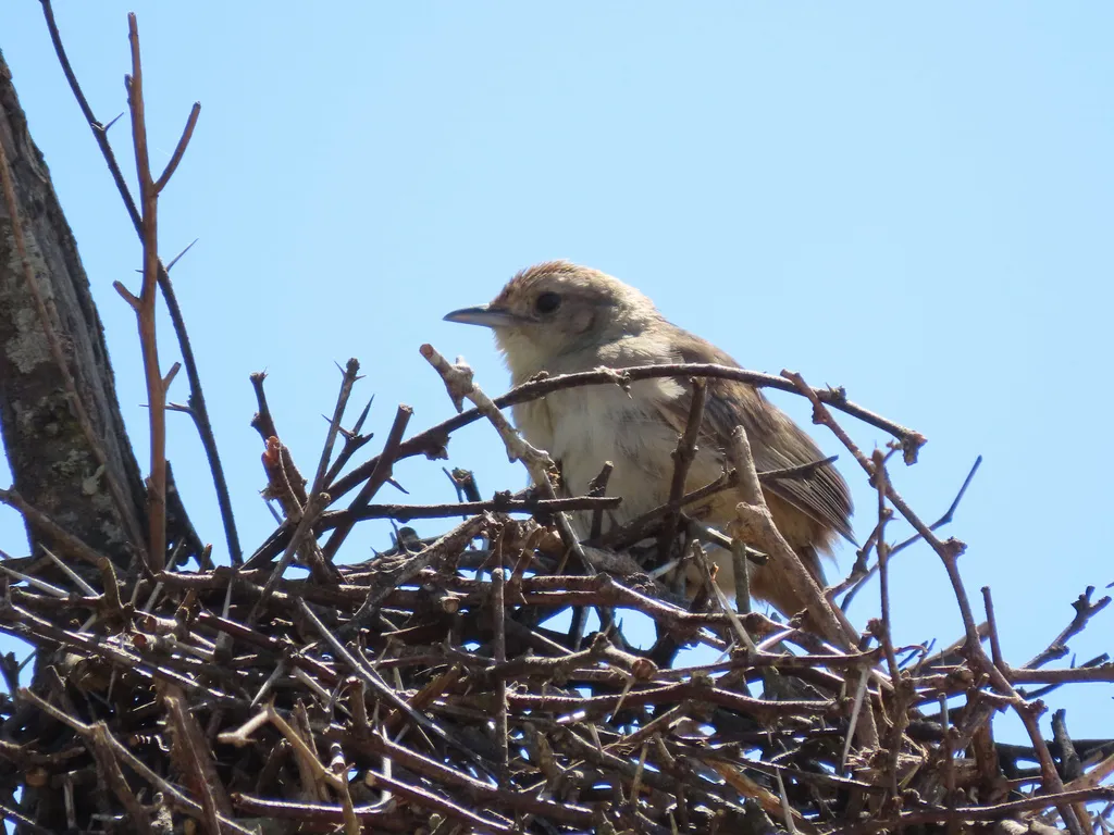 小棘雀(Phacellodomus sibilatrix)