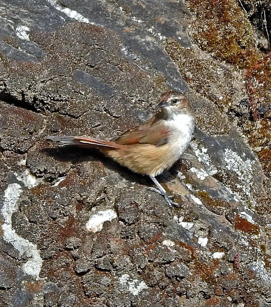 纹额棘雀(Phacellodomus striaticeps)