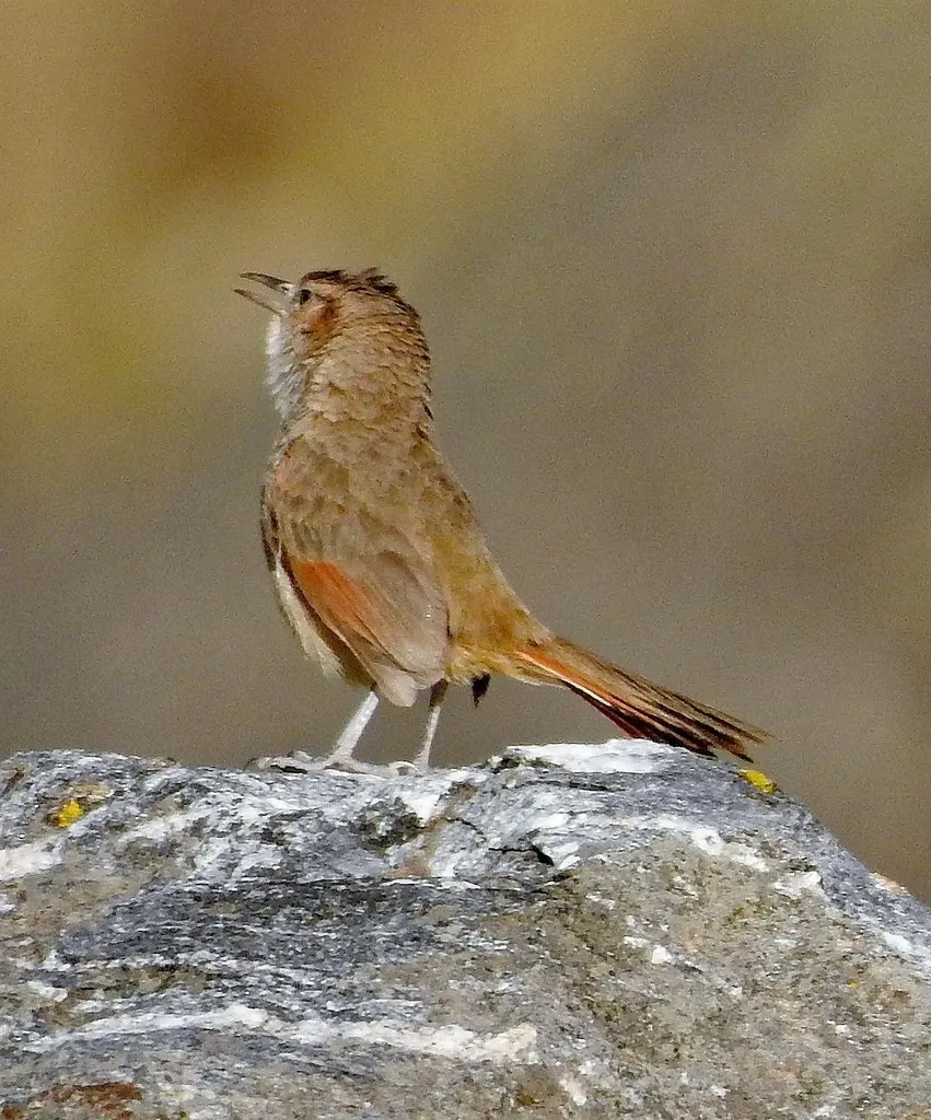 纹额棘雀(Phacellodomus striaticeps)