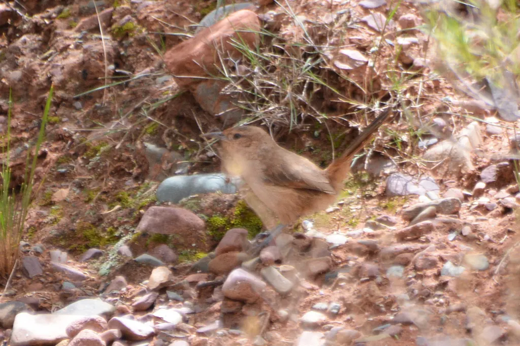 纹额棘雀(Phacellodomus striaticeps)