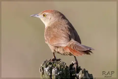 斑胸棘雀