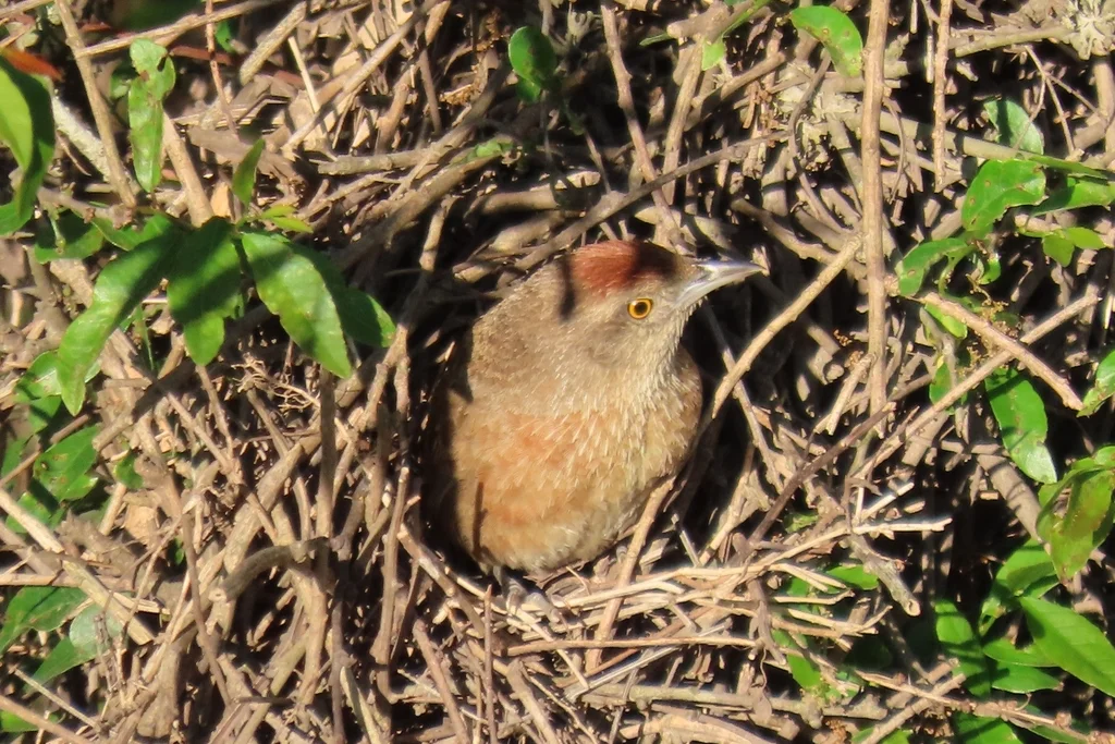 斑胸棘雀（Phacellodomus striaticollis）